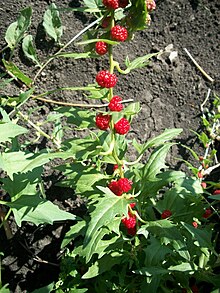 Chenopodium foliosum.JPG