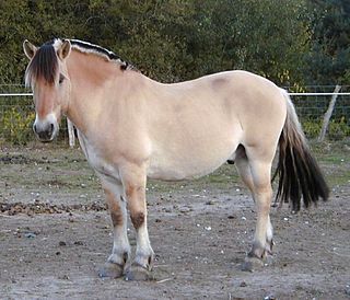 <span class="mw-page-title-main">Fjord horse</span> Breed of horse