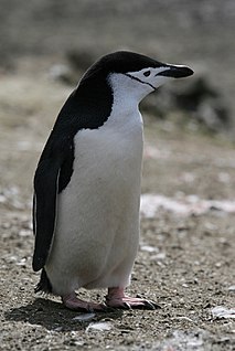 Der Zügelpinguin, auch Kehlst