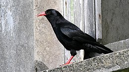 Havasi varjú  (Pyrrhocorax pyrrhocorax)