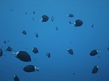 Chromis chrysura.jpg