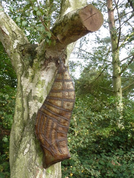 File:Chrysalis sculpture in a tree on the Bug Walk, Pensthorpe Park, Norfolk - geograph.org.uk - 2635192.jpg