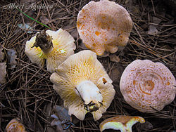 Lactarius chrysorrheus