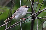 Miniatura para Cisticola chubbi