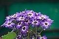 Pericallis