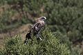 * Nomination Short-toed snake-eagle (Circaetus gallicus). Adana, Turkey. --Zcebeci 08:14, 27 October 2016 (UTC) * Promotion Good quality. --Jacek Halicki 08:55, 27 October 2016 (UTC)