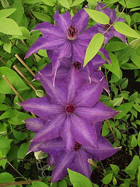 Descrizione dell'immagine Clematis patens the president.JPG.