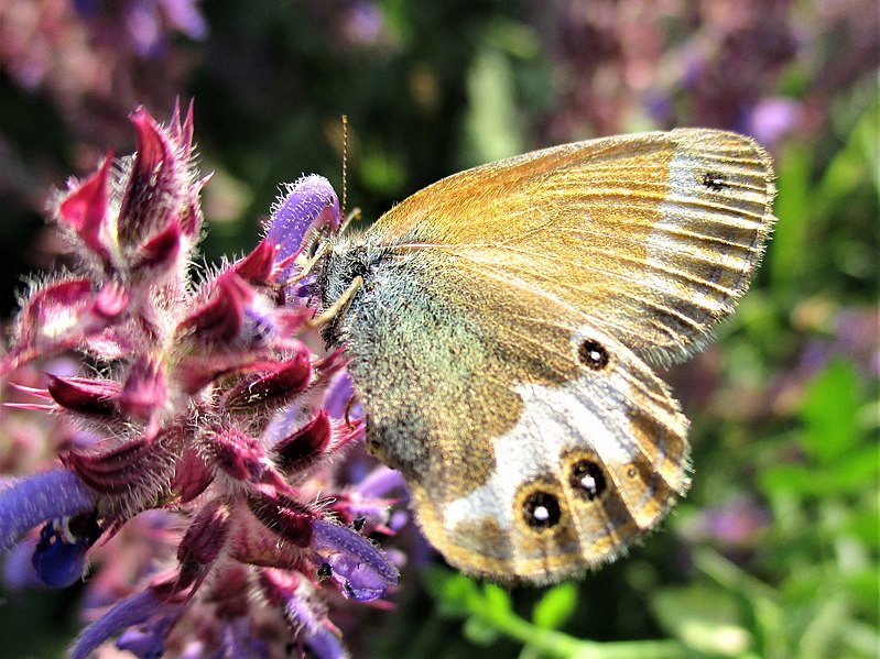 File:Coenonympha arcania 13.jpg