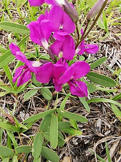 <i>Cologania</i> Genus of legumes