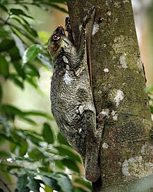 Colugo (Galeopterus variegatus, femelle adulte), bassin versant central, Singapour - 20060618.jpg