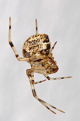 Greenhouse spider (Parasteatoda tepidariorum), female