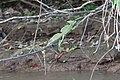 * Nomination: Common basilisk (Basiliscus basiliscus) in Caño Negro Wildlife Refuge, Costa Rica --Bgag 02:45, 3 June 2024 (UTC) * * Review needed