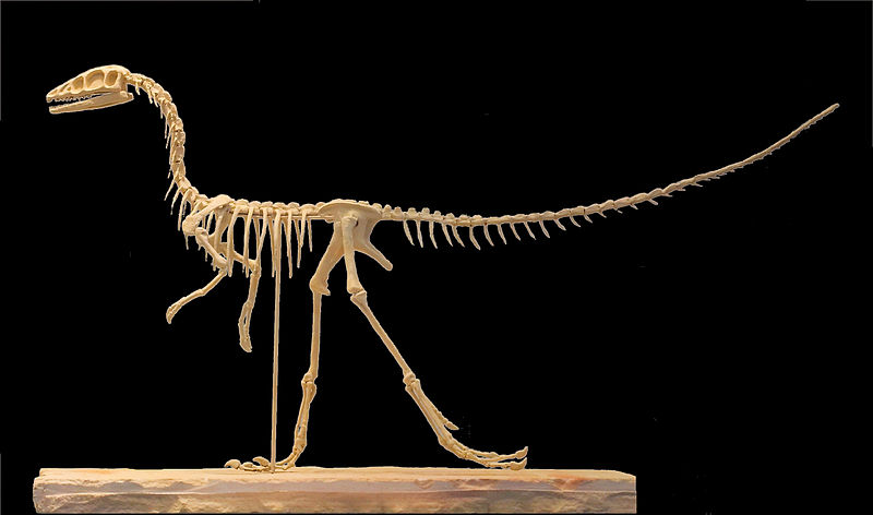 File:Compsognathus longipes skeleton reconstruction munich.jpg