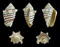 * Nomination Shell of a Lined Conch, Conomurex fasciatus --Llez 04:54, 18 October 2012 (UTC) * Promotion Good quality. --JLPC 08:16, 18 October 2012 (UTC)