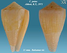 Conus patae 2.jpg