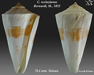 <i>Conus recluzianus</i> species of mollusc