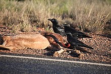 Esemplari si cibano della carcassa di un canguro sulla Stuart Highway.
