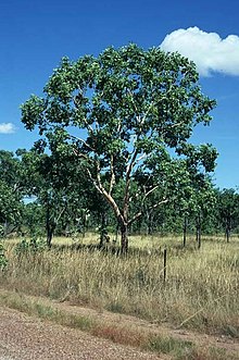 Коримбия latifolia.jpg