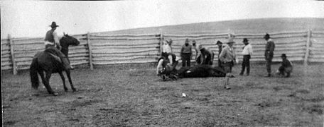 Cowboy capturant une vache.