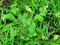 Cowslips from the Chapelholms woods. Cowslips Eglinton.JPG