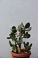 Crassula arborescens во Ботаничката градина на ПМФ во Скопје.