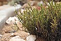 Crassula muscosa var. obtusifolia (Crassulaceae) (37559341331).jpg