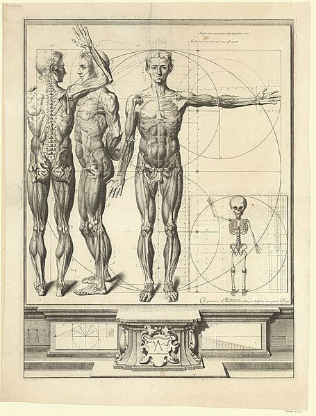 File:Crisóstomo Martinez - Anatomical plate 2.jpg