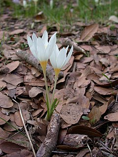 <i>Crocus ochroleucus</i> species of plant in the family Iridaceae