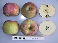 Cross section of Peche Melba, National Fruit Collection (acc. 1931-012) .jpg
