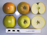 Cross section of Pusztai Sarga, National Fruit Collection (acc. 1948-397) .jpg