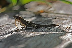 Descripción del Anole de abanico blanco cubano (Anolis homolechis) imagen (8591591473) .jpg.