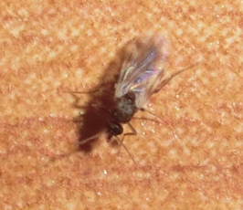 Culicoides impunctatus