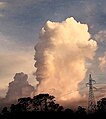 Cumulus congestus