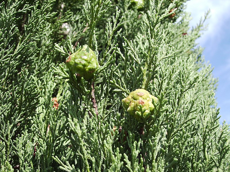 File:Cupressus sempervires cones.jpg