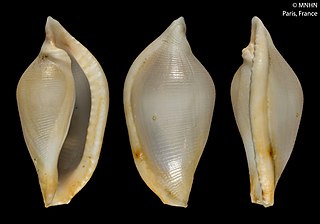 <i>Cuspivolva celzardi</i> Species of gastropod
