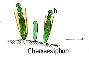 b - Baeocyten [opmerking  1] staaf ~ 10 µm