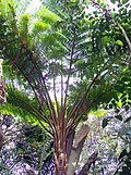 Драбніца для Cyatheaceae