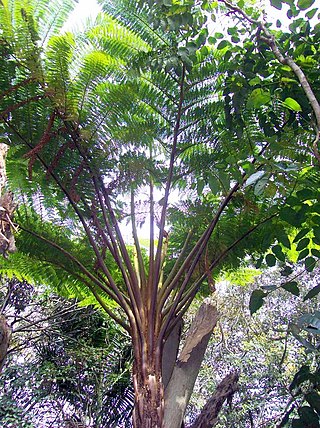 <i>Sphaeropteris excelsa</i> Species of fern