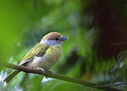 Rostbrynad vireo i São Paulo, Brasilien