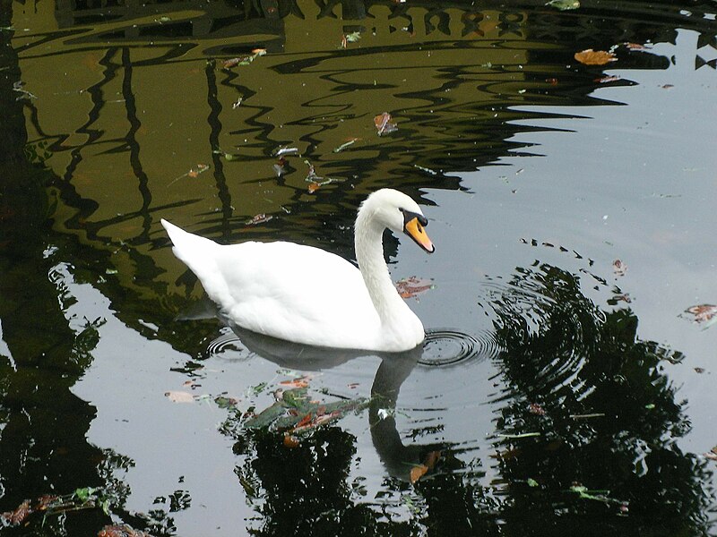 File:Cygne tuberculé (Cygnus olor) (01).jpg