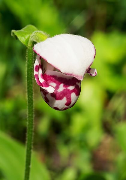 File:Cypripedium guttatum Orchi 156-1.jpg