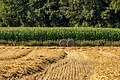 * Nomination Grain field in the Daldrup hamlet in Kirchspiel, Dülmen, North Rhine-Westphalia, Germany --XRay 05:40, 8 August 2021 (UTC) * Promotion  Support Good quality -- Johann Jaritz 06:02, 8 August 2021 (UTC)