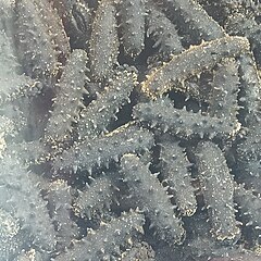 File:Dalian sea cucumber.jpg (Category:Apostichopus japonicus)