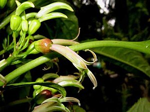 Delissea rhytidosperma of Kaua`i. Note the small knob about 1/3 of the way down the flower, one of the characters separating Delissea from Cyanea. Delissea rhytidosperma flower.jpg