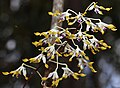 Dendrobium canaliculatum