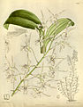 Dendrobium gouldii (as syn. Dendrobium imthurnii) plate 8452 in: Curtis's Bot. Magazine (Orchidaceae), vol. 138, (1912)