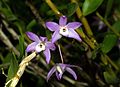 Dendrobium gratiosissimum