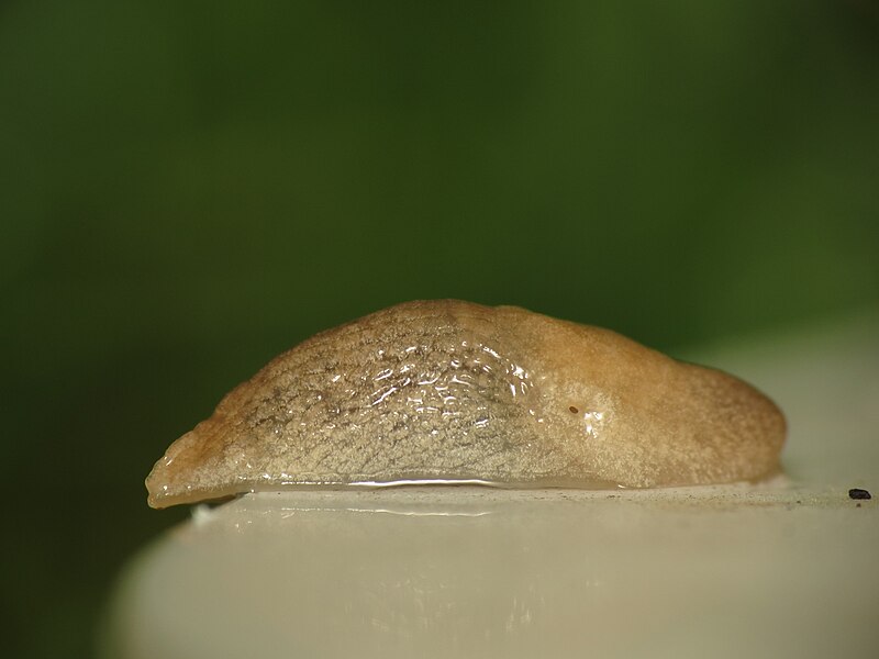 File:Deroceras sp. (14489828929).jpg