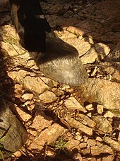 Fotó a korzikai ló patáiról sziklás talajon.