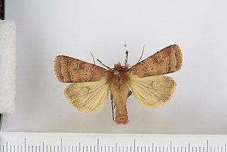 <i>Diarsia florida</i> Species of moth
